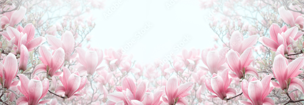Magnolia flowers with elegant pink petals blooming in spring fairy tale garden on mysterious floral background, beautiful nature park landscape view, banner toned in soft pastel colors and copy space.