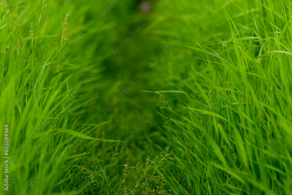Tall Green grass path fern leaf texture, nature background Fresh lawn. Green field Lane narrow forest copy space. Tall Green grass path fern leaf texture, nature background Fresh lawn. Green field Lane narrow forest copy space.