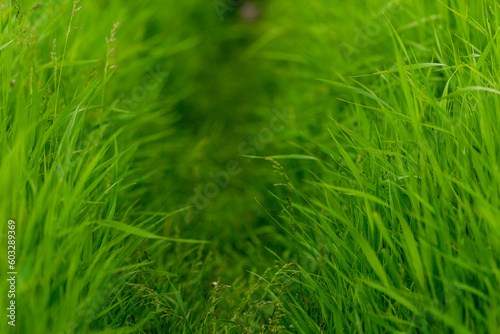 Tall Green grass path fern leaf texture, nature background Fresh lawn. Green field Lane narrow forest copy space.