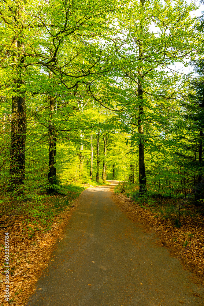 Erste Schritte auf dem Rennsteig zwischen Hörschel und Blankenstein im schönen Frühling - Thüringen - Deutschland Erste Schritte auf dem Rennsteig zwischen Hörschel und Blankenstein im schönen Frühling - Thüringen - Deutschland