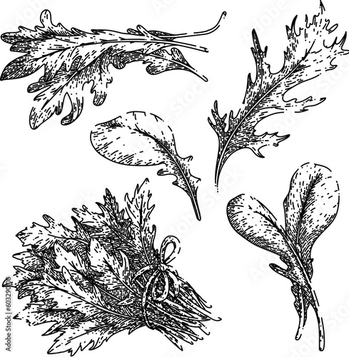 argula fresh salad set hand drawn. vegetable vegetarian, green healthy, food plant, leaf organic, rucola rocket argula fresh salad vector sketch. isolated black illustration