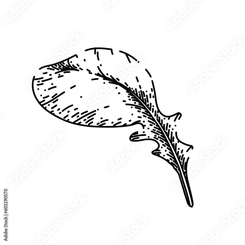 argula fresh salad hand drawn. vegetable vegetarian, green healthy, food plant, leaf organic, rucola rocket argula fresh salad vector sketch. isolated black illustration