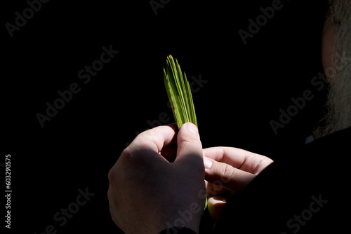 Examining the tip of a lulav or palm frond photo