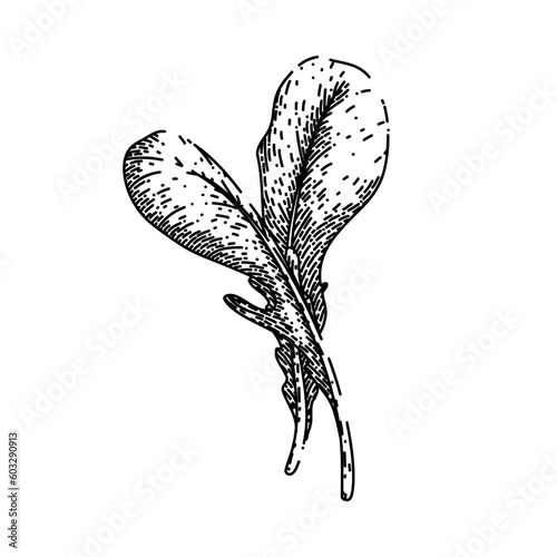 argula vegetable salad hand drawn. fresh vegetarian, green healthy, food plant, leaf organic, rucola rocket argula vegetable salad vector sketch. isolated black illustration