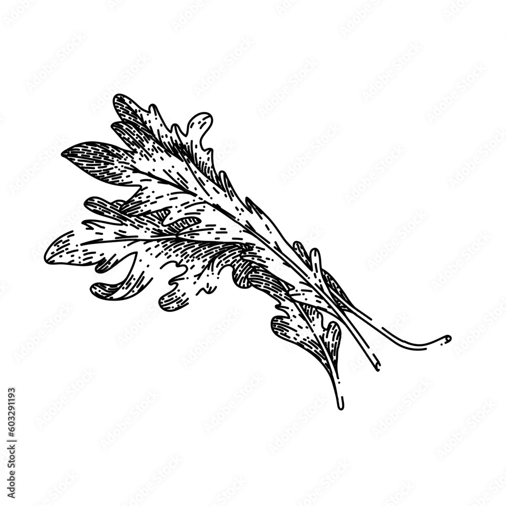 argula vegetarian salad hand drawn. fresh vegetable, green healthy, food plant, leaf organic, rucola rocket argula vegetarian salad vector sketch. isolated black illustration argula vegetarian salad hand drawn. fresh vegetable, green healthy, food plant, leaf organic, rucola rocket argula vegetarian salad vector sketch. isolated black illustration