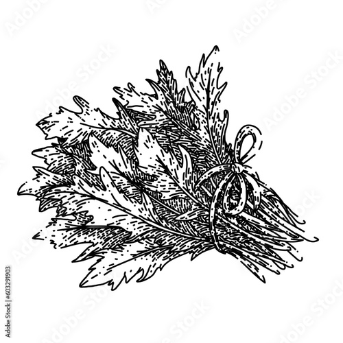 argula healthy salad hand drawn. fresh vegetable, vegetarian green, food plant, leaf organic, rucola rocket argula healthy salad vector sketch. isolated black illustration