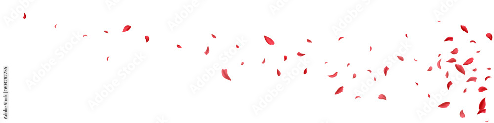 Delicate Petal Fall Vector White Panoramic Delicate Petal Fall Vector White Panoramic