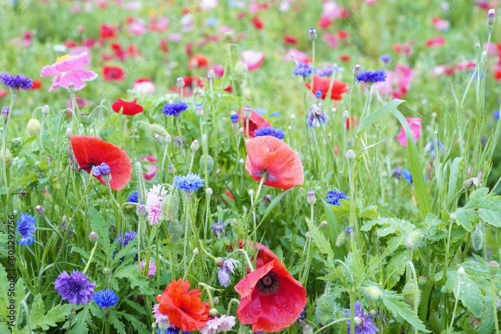 Fototapeta premium ポピー コスモス 花畑 カラフル ガーデン ガーデニング ケシ 野原