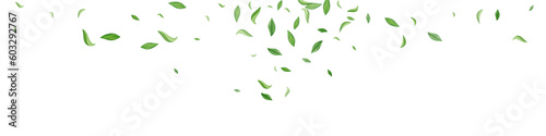 Forest Leaves Nature Vector White Panoramic