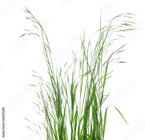 Green fresh sod grass isolated on white 