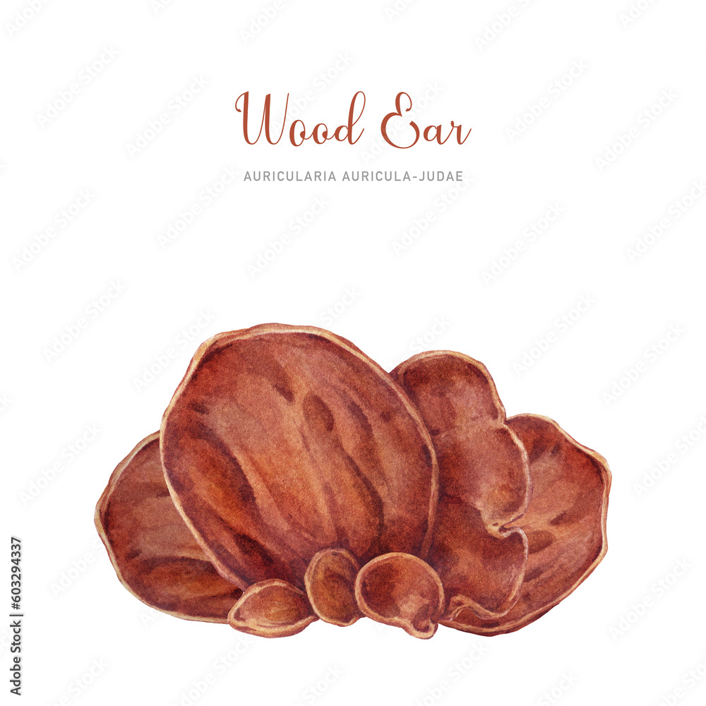 Wood ear mushroom watercolor illustration. Hand drawn Auricularia
