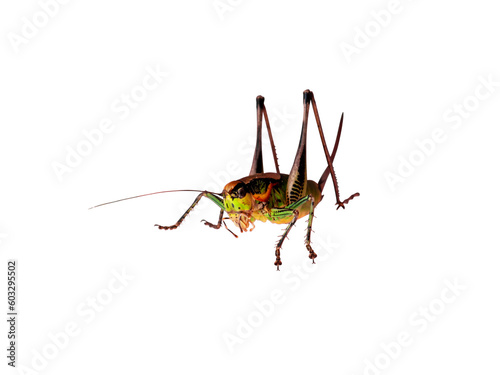 Grasshopper insect close up front view isolated