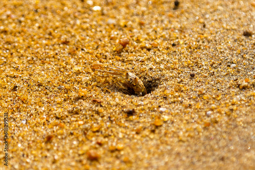 Ocypode brevicorni crab on the beach of Sri Lanka