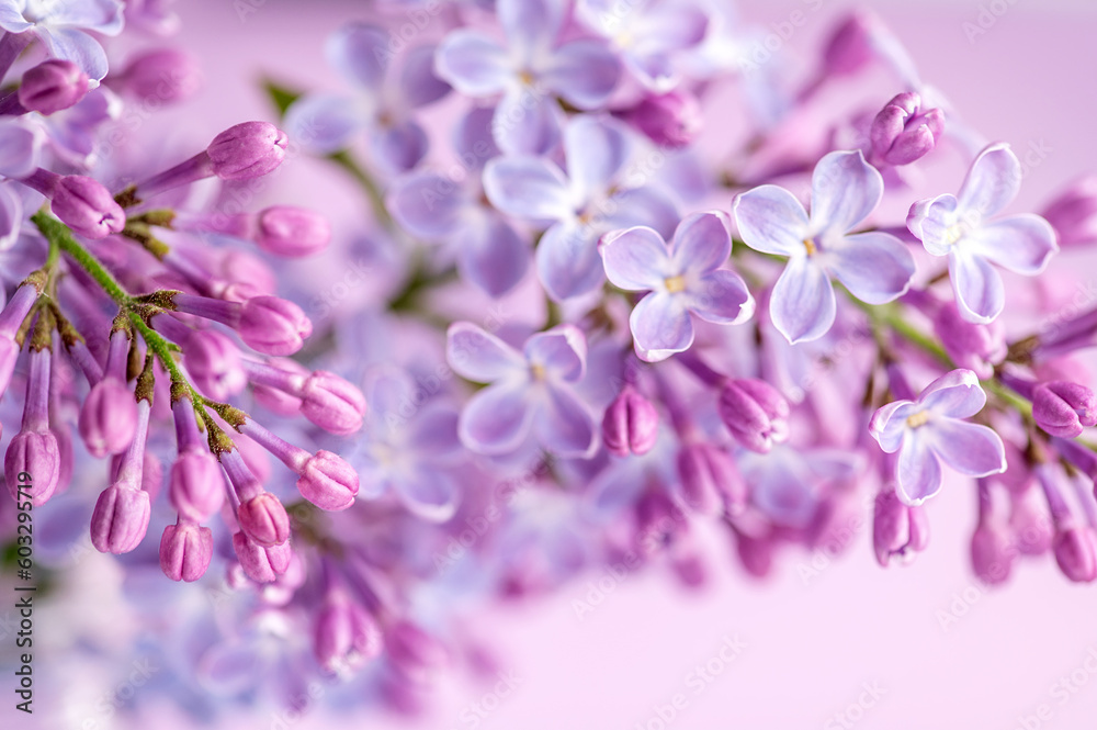 Beautiful lilac flowers. Spring blossom.