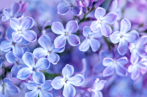 Macro image of spring lilac purple flowers  abstract soft floral background