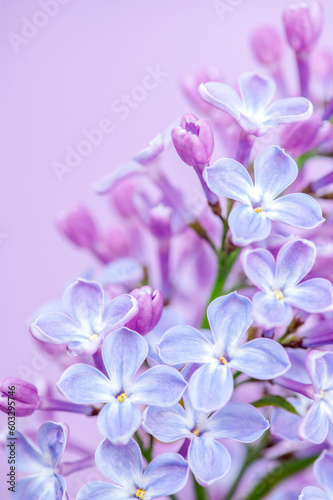 Abstract soft lilac flower background. vertical photo