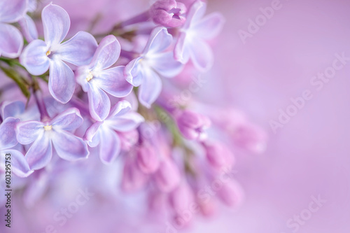 Lilac flowers on a natural background, soft selective focus.