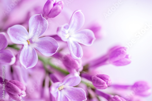 Macro image of spring soft violet lilac flowers, natural seasonal floral background. © Юлия Васильева
