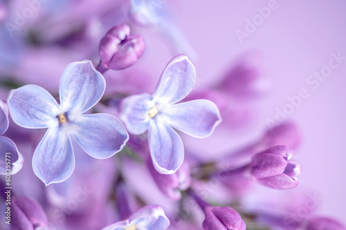 Macro image of spring lilac purple flowers, abstract soft floral background © Юлия Васильева