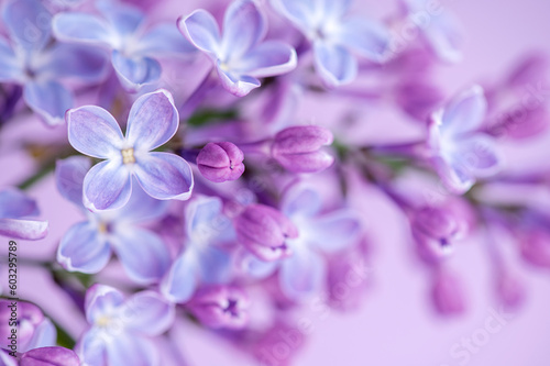 Beautiful lilac flowers branch on a natural background, soft selective focus. © Юлия Васильева