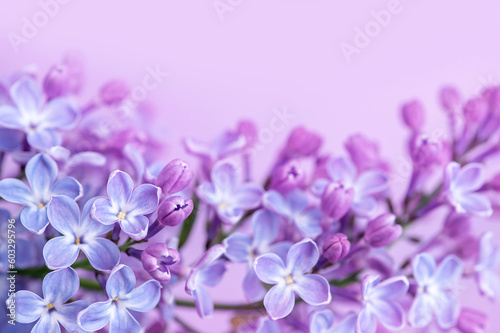 Spring blue lilac flowers close-up on blurred background. © Юлия Васильева