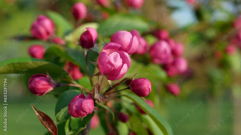 Pink watercolor flowers on an apple tree in spring. Blooming spring beautiful garden in the rays of the setting sun. Pink watercolor flowers on an apple tree in spring. Blooming spring beautiful garden in the rays of the setting sun.