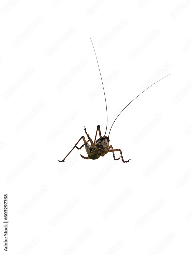 Grasshopper insect close up front view isolated Grasshopper insect close up front view isolated