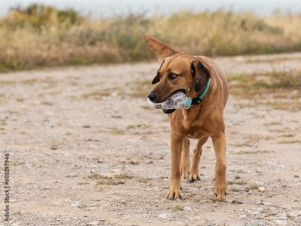 Portrait of cute outbred dog carrying an empty plastic bottle walking outside Portrait of cute outbred dog carrying an empty plastic bottle walking outside