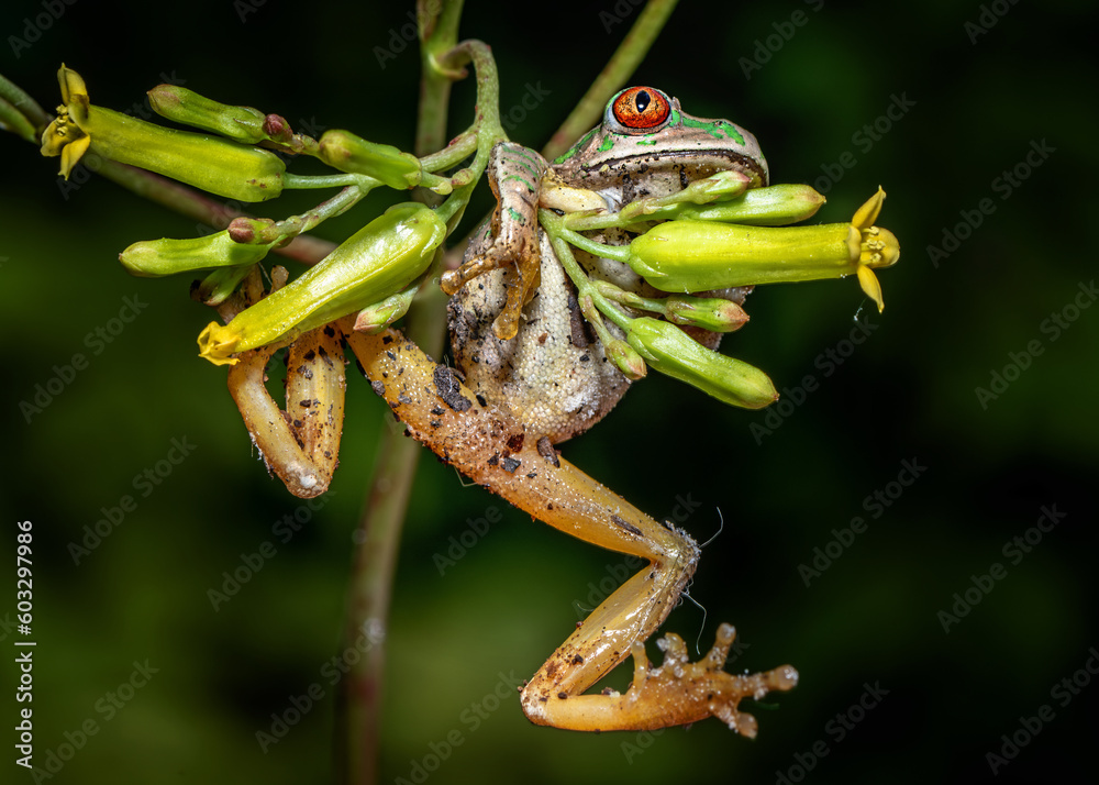 Naklejka premium Tree frog fall off flower