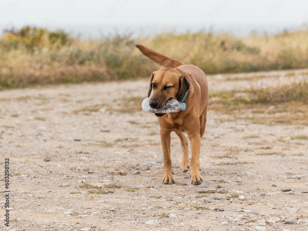 Portrait of cute outbred dog carrying an empty plastic bottle walking on sea coast Portrait of cute outbred dog carrying an empty plastic bottle walking on sea coast
