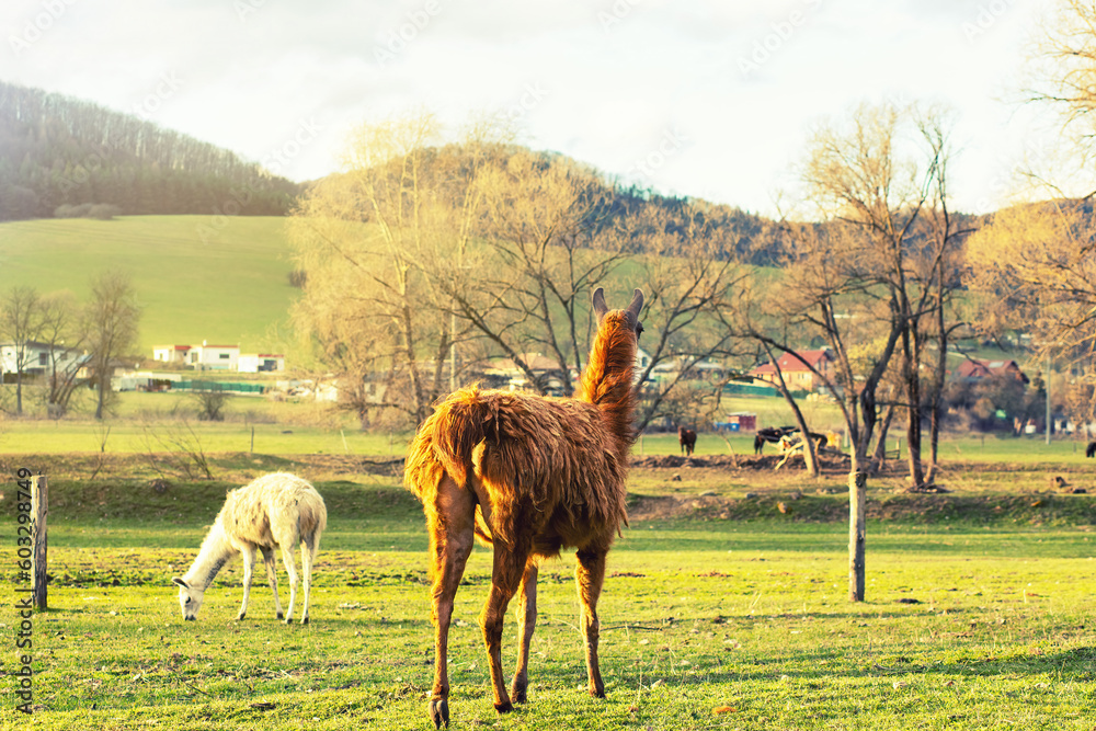Fototapeta premium Alpaca on animal fram.High quality photo.