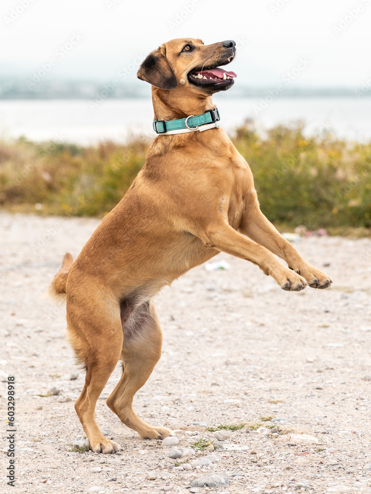 Portrait of cute outbred happy jumping dog on sea coast outside