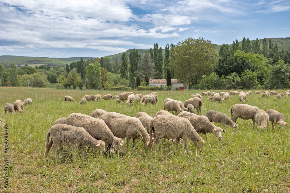 troupeau de moutons dans un près
