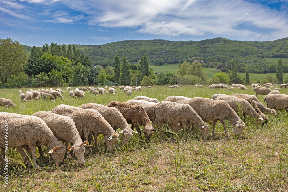 Obraz premium troupeau de moutons dans un près