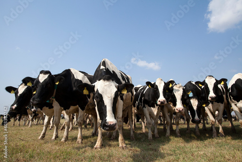 industrial livestock. cows in cattle farm