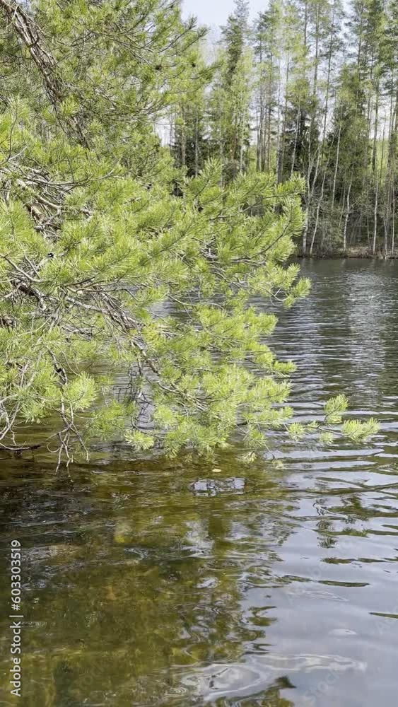 Vertical, pine tree branches over the water, Finland Vertical, pine tree branches over the water, Finland