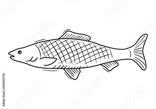Sketch drawing of salmon fish. Seafod vector illustration. Grocery product doodle. Outline silhouette icon
