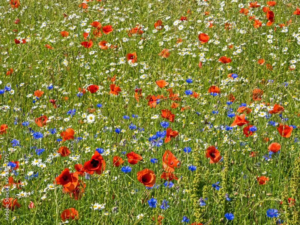 Ein Feld mit blühenden Mohnblumen und Kornblumen, auch  als Hintergrund zu nutzen