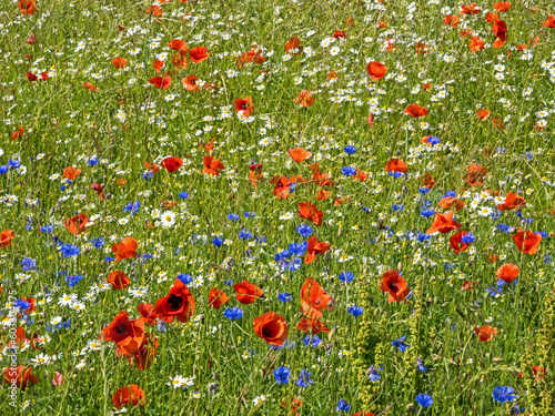 Ein Feld mit blühenden Mohnblumen und Kornblumen, auch  als Hintergrund zu nutzen photo
