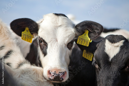  new born calf in cattle farm