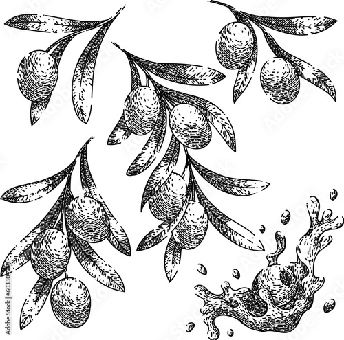 oline oil food set hand drawn. olive natural, branch green, organic mediterranean, fresh leaf, leaves tree oline oil food vector sketch. isolated black illustration photo