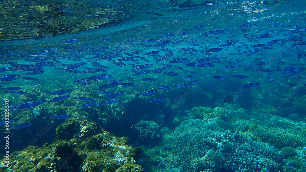 Robust silverside or hardyhead silverside (Atherinomorus lacunosus) undersea, Red Sea, Egypt, Sharm El Sheikh, Nabq Bay
