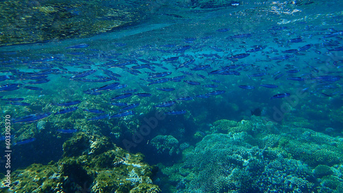 Robust silverside or hardyhead silverside (Atherinomorus lacunosus) undersea, Red Sea, Egypt, Sharm El Sheikh, Nabq Bay 
