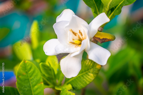 Fototapeta Naklejka Na Ścianę i Meble -  Beautiful white flower Gardenia jasminoides (Cape jasmine) as decoration of garden. Close-up shoot