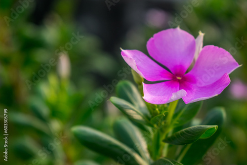 Pink Madagascar periwinkle flower with a background of green leaves as decoration of garden. Close-up shoot. Concept of nature for design.