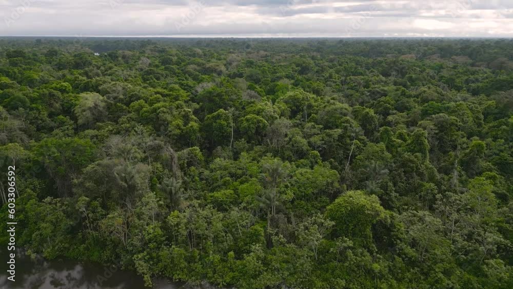 The Amazonian forests of Loreto in Peru, have a lot of vegetation and in many cases are not flooded by rivers, igapos or varzea are common terms for these floodable forests in the Peruvian Amazon The Amazonian forests of Loreto in Peru, have a lot of vegetation and in many cases are not flooded by rivers, igapos or varzea are common terms for these floodable forests in the Peruvian Amazon