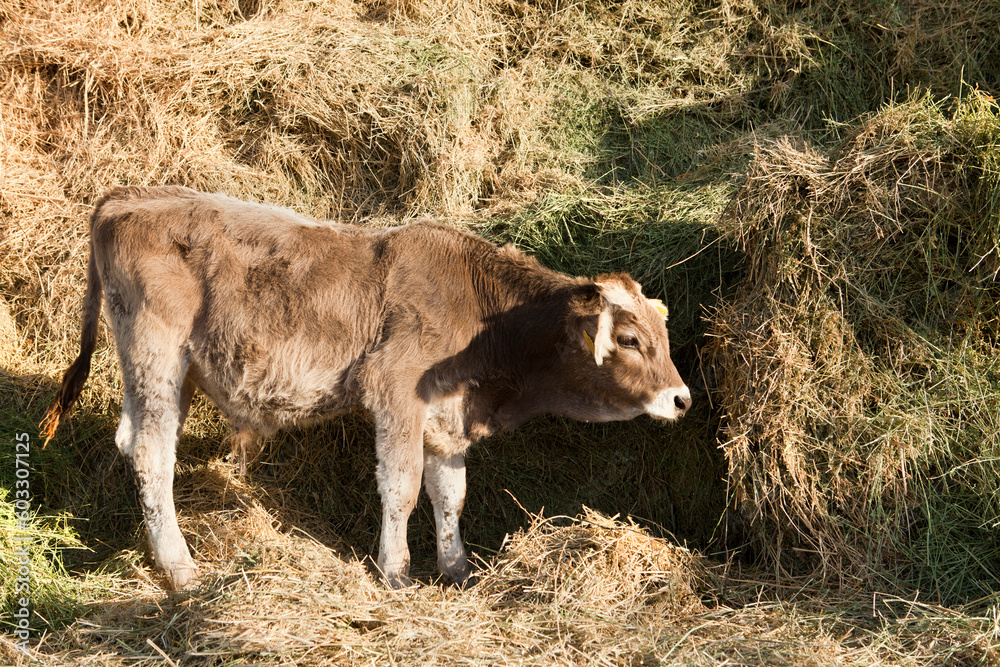 Fototapeta premium industrial livestock. calves in cattle farm