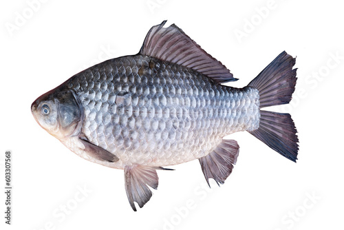 Live fresh carp fish isolated on white, side view. Live carp with fins on a white background. Live river fish with fins.
