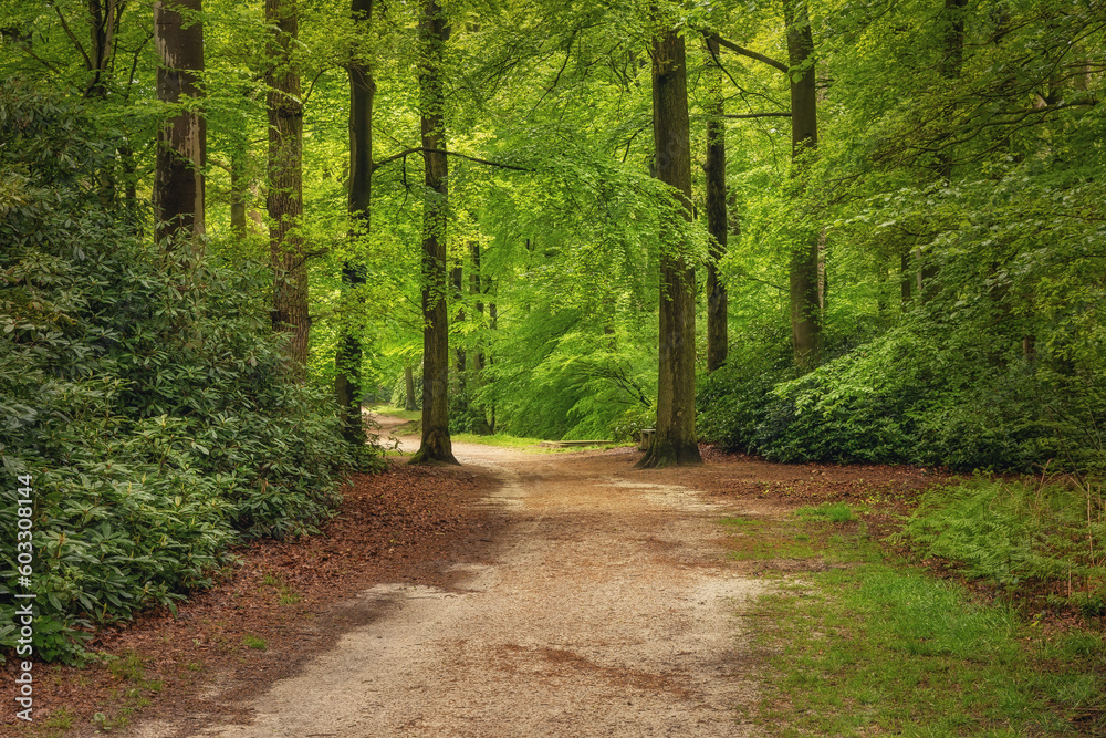 Fototapeta premium Beautiful spring forest, fresh and green, after the rain. Path through the woods. Twicklerbos, the Netherlands.