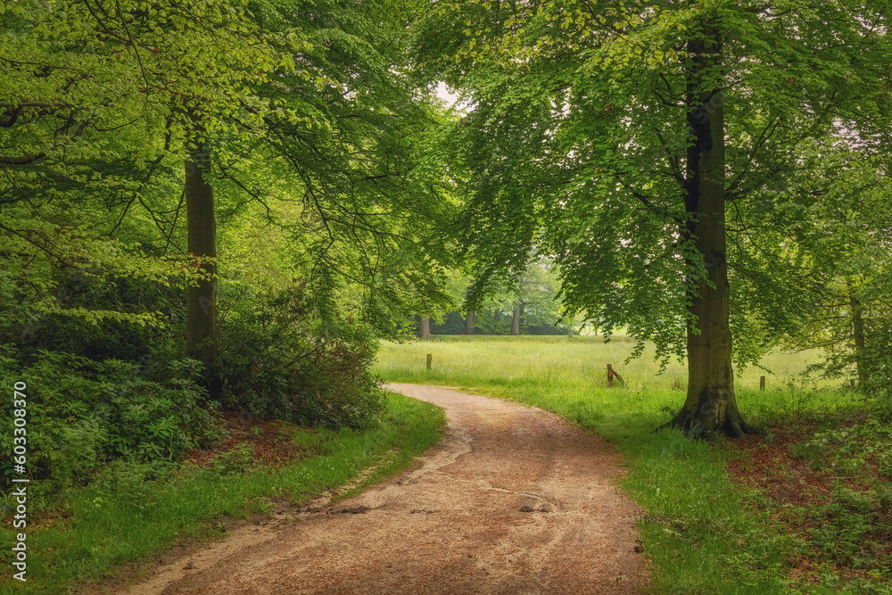 Obraz premium Beautiful spring forest, fresh and green, after the rain. Path through the woods. Twicklerbos, the Netherlands.